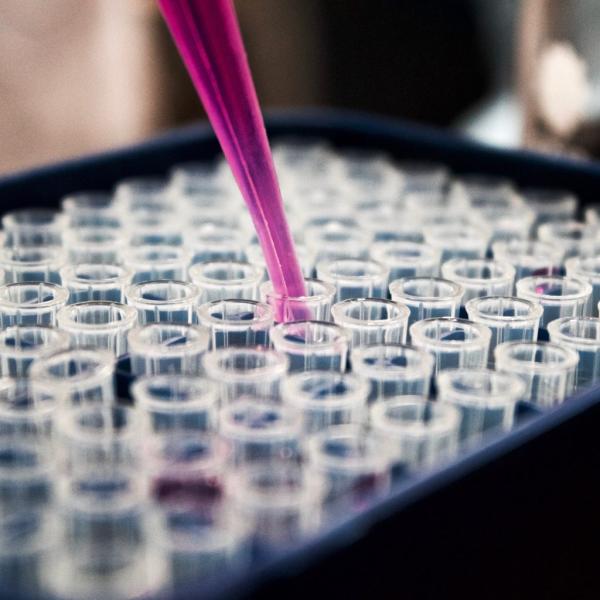 Pipette with pink fluid above an array