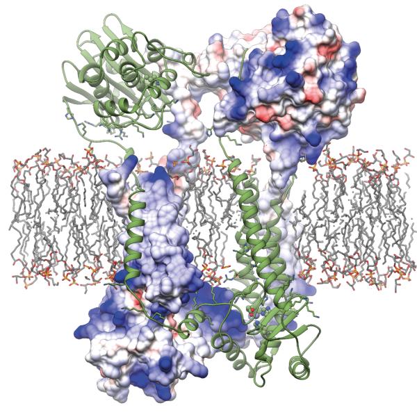 UBC study reveals how the protein Blar1 (pictured above) controls antibiotic resistance in Staphylococcus aureus.