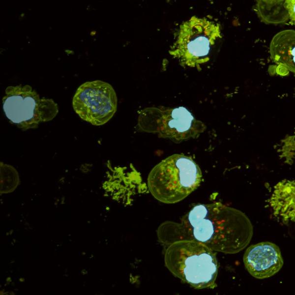 cells under microscope